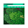 Green Peaceful Ambience Theme